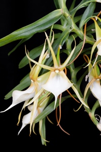Angraecum viguieri Diamond Orchids CCE/AOS 92 pts. Flower